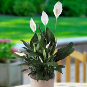 lírio da paz planta