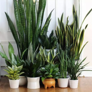 planta espada de são jorge