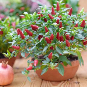 planta pimenteira - pimenta vermelha